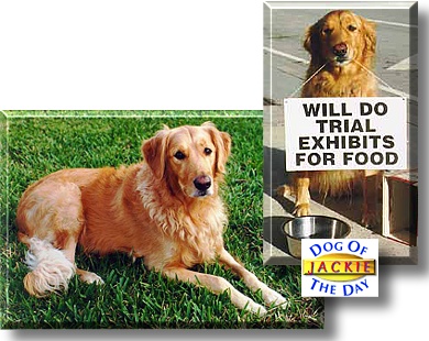 Jackie, the Dog of the Day