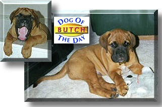 Butch, the Dog of the Day