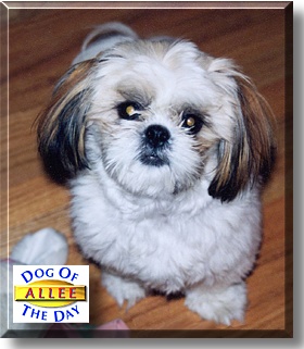 Allee O'Mallee, the Dog of the Day