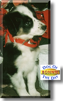 Bonnie, the Dog of the Day