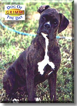 Grimm, the Dog of the Day