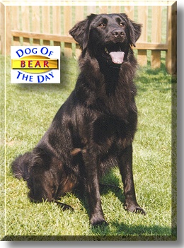 Bear, the Dog of the Day