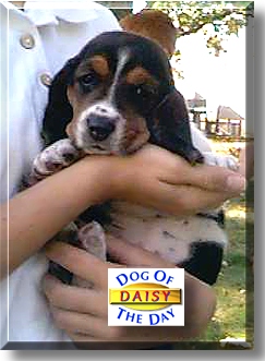 Daisy, the Dog of the Day