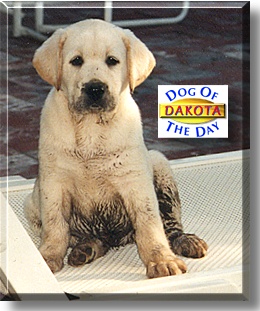 Dakota, the Dog of the Day