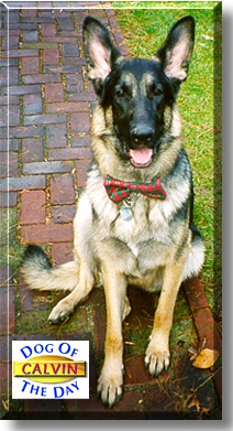 Calvin, the Dog of the Day