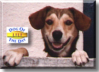 Lili Marlene, the Dog of the Day