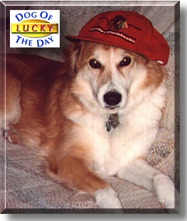 Lucky, the Dog of the Day