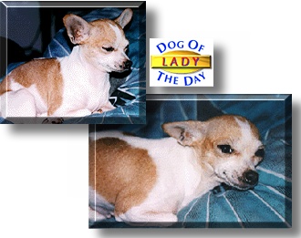 Lady Consuela, the Dog of the Day