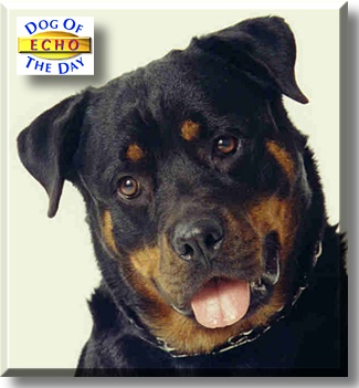 Echo, the Dog of the Day