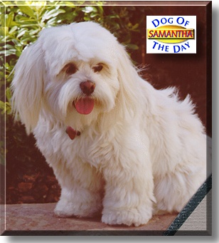 Samantha, the Dog of the Day