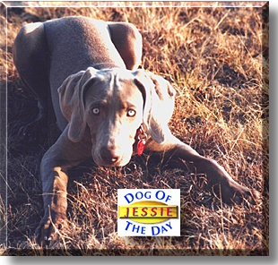Jessie, the Dog of the Day