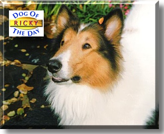 Ricky, the Dog of the Day