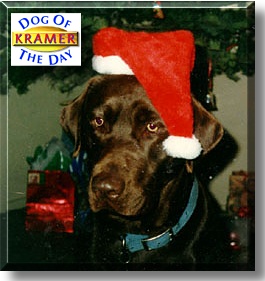 Kramer, the Dog of the Day