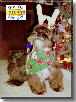 Ricky, the Dog of the Day