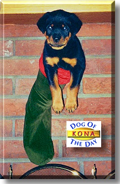 Kona, the Dog of the Day