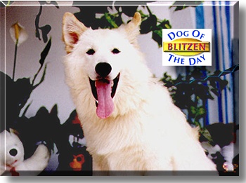 Wolf Blitzen, the Dog of the Day