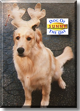 Sunny, the Dog of the Day