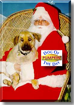 Pumpkin, the Dog of the Day