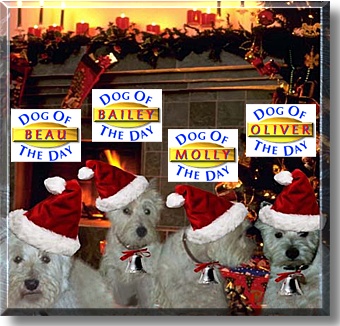 Beau, Bailey, Molly, and Oliver, the Dogs of the Day