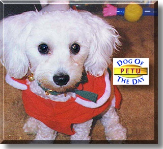 Petu, the Dog of the Day