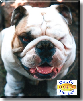 Dozer, the Dog of the Day