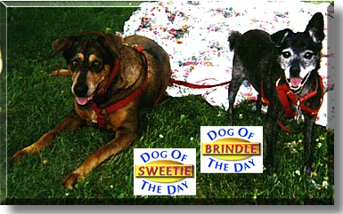 Sweetie, Brindle, the Dog of the Day