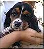 Daisy