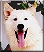 Blitzen