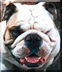 Dozer