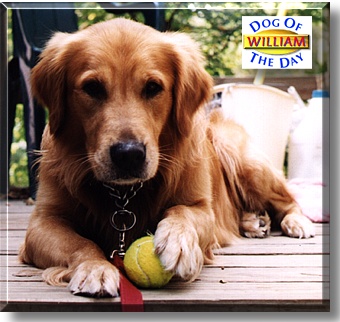 William, the Dog of the Day