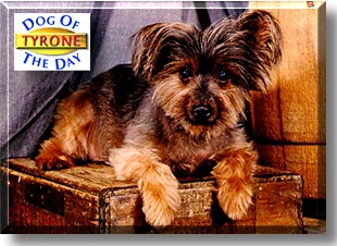 Tyrone, the Dog of the Day