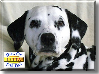 Letta, the Dog of the Day