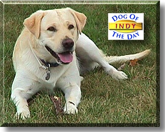 Indy, the Dog of the Day