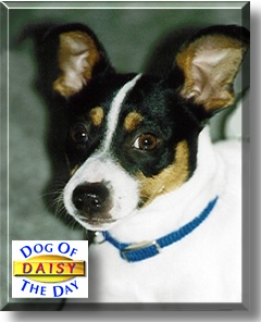 Daisy, the Dog of the Day