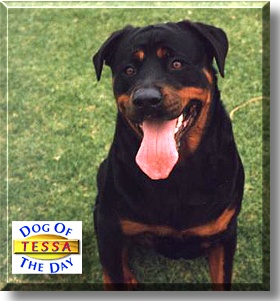 Tessa-Jane, the Dog of the Day
