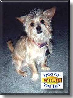 Willie, the Dog of the Day