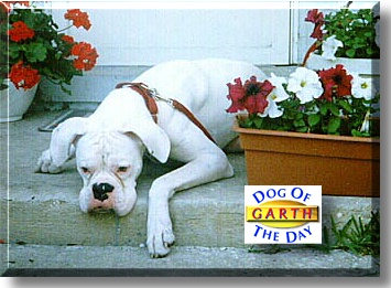 Garth, the Dog of the Day