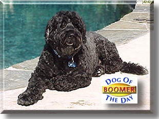Boomer, the Dog of the Day