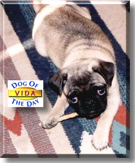 Miss Vida, the Dog of the Day