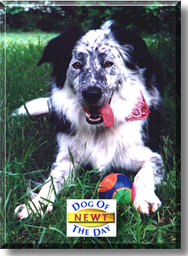 Newt, the Dog of the Day