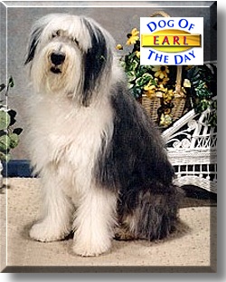Earl, the Dog of the Day