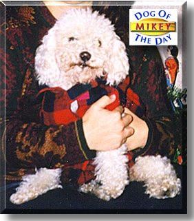 Mikey, the Dog of the Day