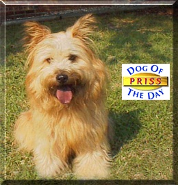 Priss, the Dog of the Day