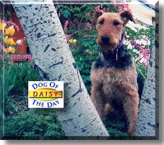 Daisy, the Dog of the Day