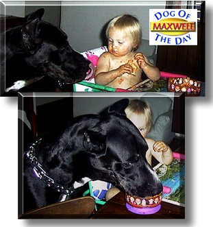 Maxwell, the Dog of the Day
