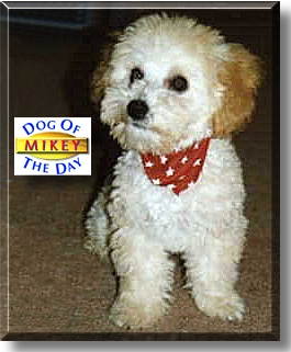 Mikey, the Dog of the Day