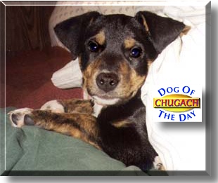 Chugach, the Dog of the Day