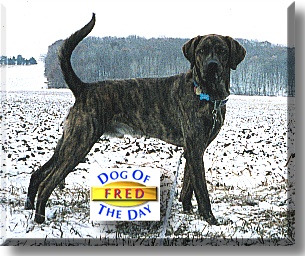 Fred, the Dog of the Day
