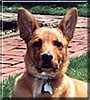 Dingo