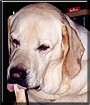 Buster